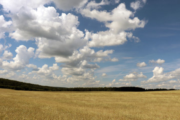 Fototapeta na wymiar field, nature, grass, blue, clouds, summer