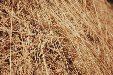 straw, dry straw texture background, vintage style for design.