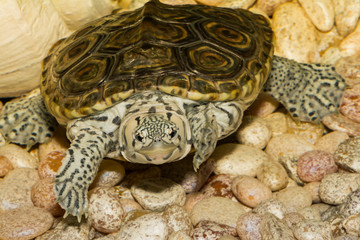 Fototapeta premium Diamondback Terrapin (Malaclemys terrapin)