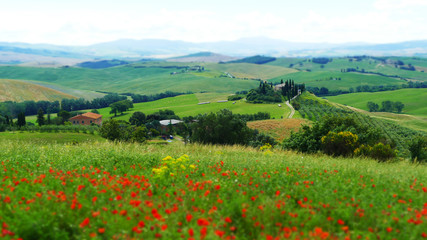 Fototapeta premium Famous Tuscany landscape, Val d'Orcia, Italy