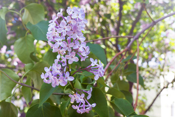 Fototapeta premium Lilacs blooming in the spring. Flower Tree blooming in spring and early summer.