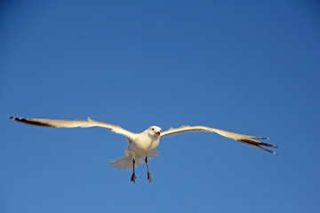 Seemöwe (Laridae) 