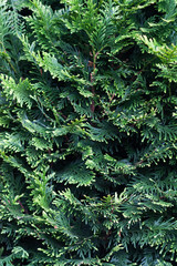abstract natural background from the wall of evergreen needle-like branches of an ornamental plant in daylight
