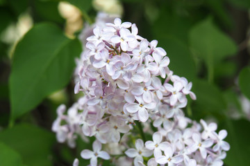 White lilac flowers close. Flower Tree blooming in spring and early summer.