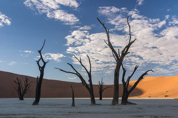 Group of Dead Trees