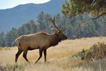 Mountain Bull Elk - A strong mature bull elk walking and grazing on an autumn meadow in the rocky mountains. Rocky Mountain National Park, Colorado, USA.