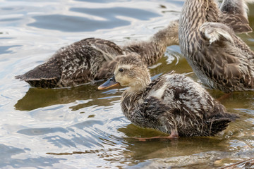 The baby birds of Grey duck in the Toneri park in Tokyo, Japan / Toneri park is a public park in Tokyo
