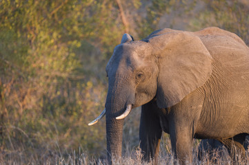 Obraz premium Female Elephant in Golden Light