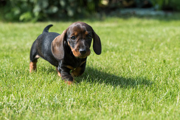 Daschund puppy walking in the garden.