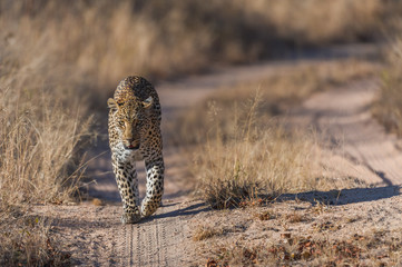 Female Leopard Walking