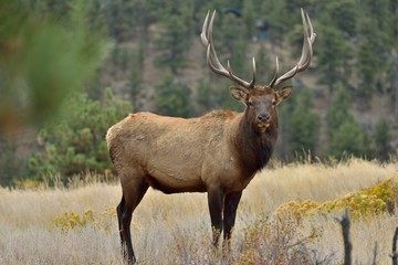 Naklejka na ściany i meble Bull Elk - Full body front side view of a strong mature bull elk in Rocky Mountain National Park, Colorado, USA.