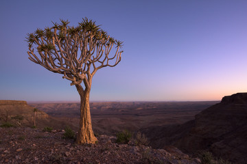 Quiver Tree at Fish River Canyon
