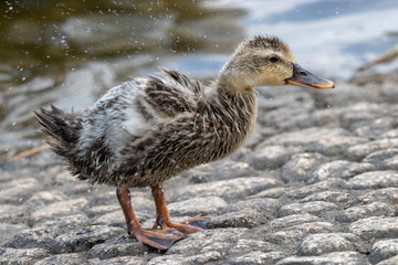The baby birds of Grey duck in the Toneri park in Tokyo, Japan / Toneri park is a public park in Tokyo
