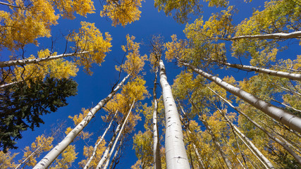 Looking up through the tall aspens - Santa Fe National Forest