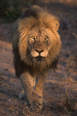 Obraz na płótnie Canvas Walking Male Lion