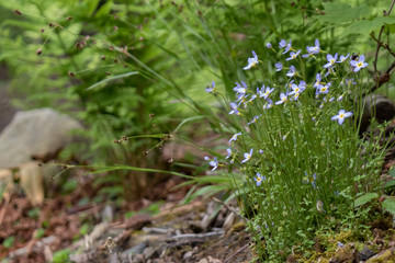 Prostrate Bluets Wildflower Close-up