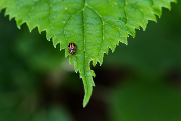 Small black and brown beetle bug on green leaf close-up