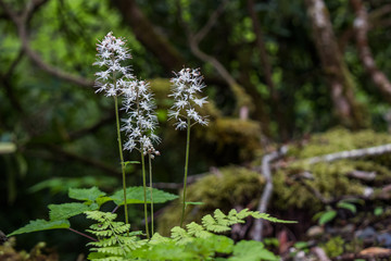 Foamflower close-up
