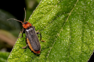 Gemeiner Weichkäfer, Cantharis fusca