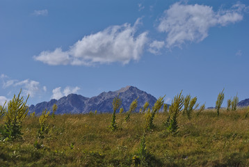 Flora a Campo Imperatore