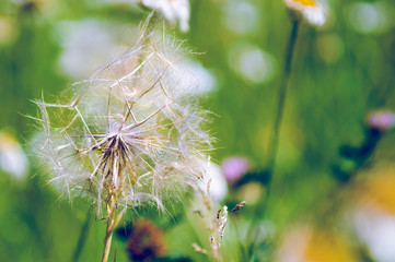 Fluffy dandelion, seeds.