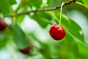 Single cherry hanging on a branch. ripe fruit full of vitamins.
