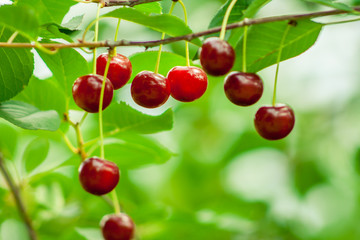 Cherries hanging on a branch. ripe fruit full of vitamins.