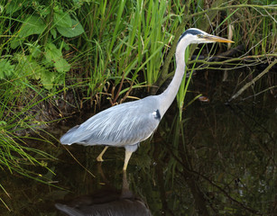 great blue heron (Ardea herodias)