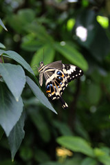 Ein bunter Schmetterling