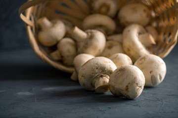 White Champions in the basket on the dark kitchen table. Cooking delicious dishes with mushrooms