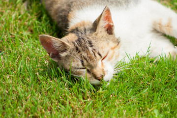 young cat sleeping on the green grass