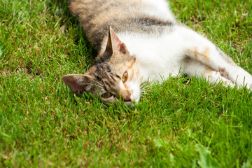 A young cat lies on the grass, rests and plays