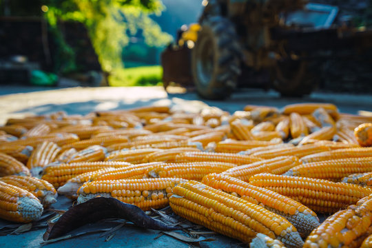 Corn cobs lying on road in Guangxi province