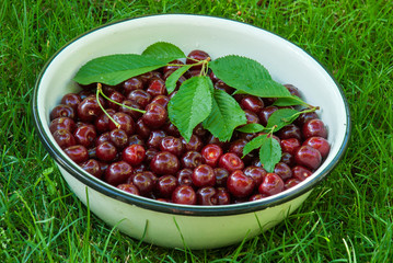 Cherry. Red fresh bunch of cherries