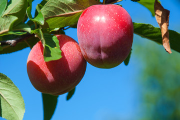 Plum purple with green leaves growing in the garden