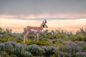 Fototapeten Buck Pronghorn Antilope mit Beifuß und Wyoming Wildblumen. © Mike