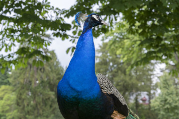 Peacocks at the Bagatelle Park, Paris