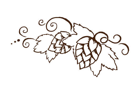 Vector hop cones with leafs and vines outline illustration For oktoberfest or thanksgiving day