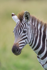 Fototapeta na wymiar Young Zebra Portrait