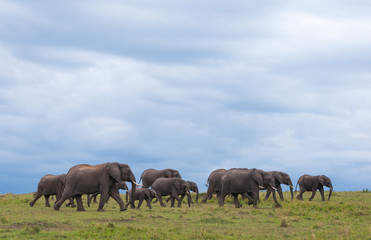 Elephant Herd