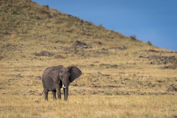 Obraz na płótnie Canvas Lone Elephant