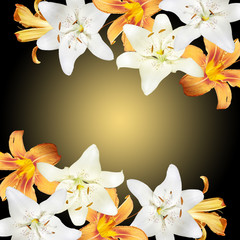 Beautiful floral pattern of lilies. Isolated 