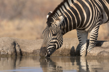 Fototapeta na wymiar Zebra Drinking