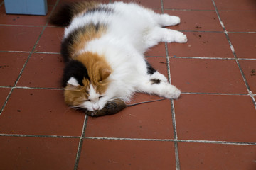 Dreifarbige Katze mit ihrer Beute, eine tote Maus.