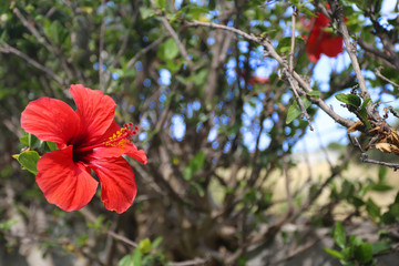 Fototapeta premium Red Hibiscus in Greece