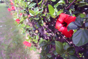 Red Hibiscus in Greece