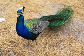 Fototapeta premium Peacock on the island of Rhodes