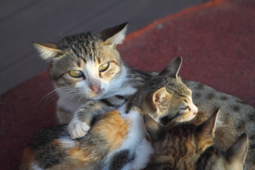 Fototapety na wymiar - Fototapeta24.pl