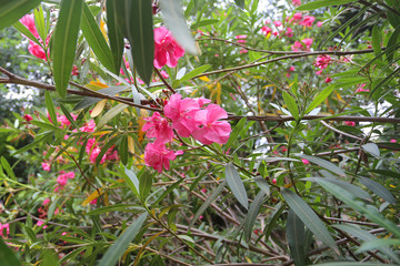 Pink oleander flowers in Greece