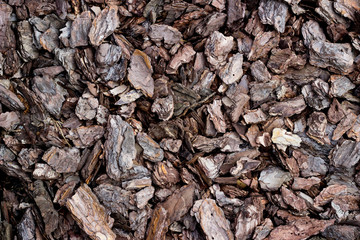 Brown bark texture 